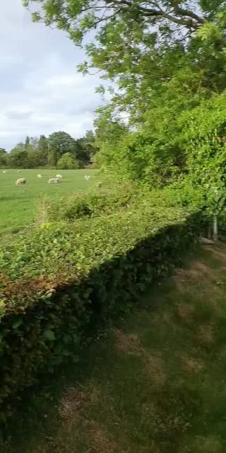 UK funny video try not to laugh HAHA 😅😅😅