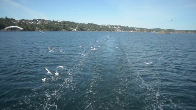 Seagull trips in the open sea