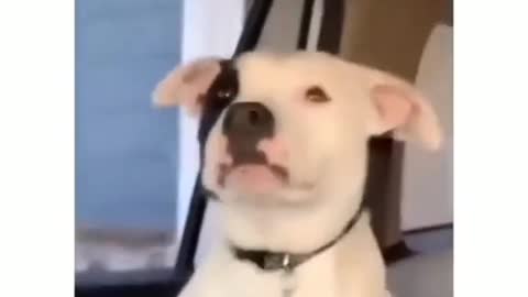 Jealous Dog Epic Reaction