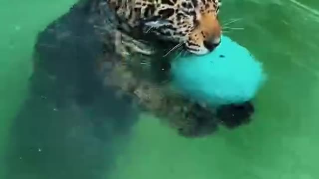 How good is this leopard at swimming