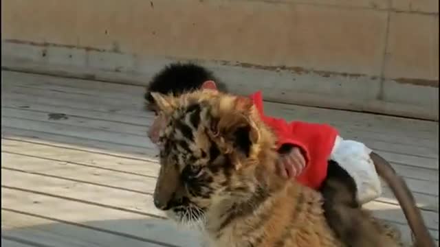 this baby tiger is not going to attack this little monkey