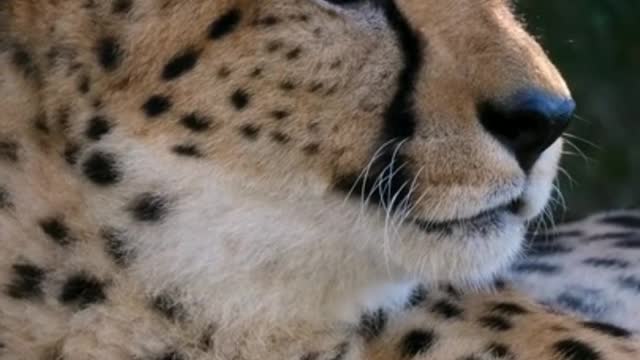 Cheetah moonshon