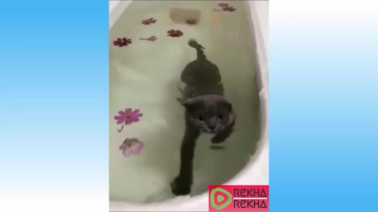 😻 Cats - Awesome Funny Pet Animals Videos