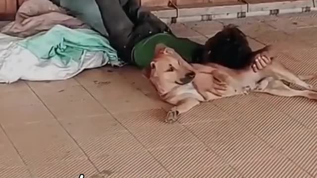 Funny Cat And Dog