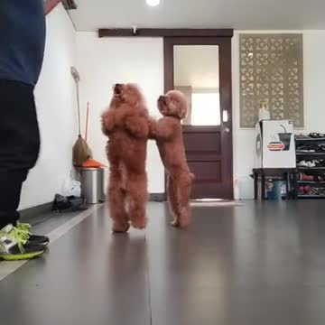 Dog Love Dancing