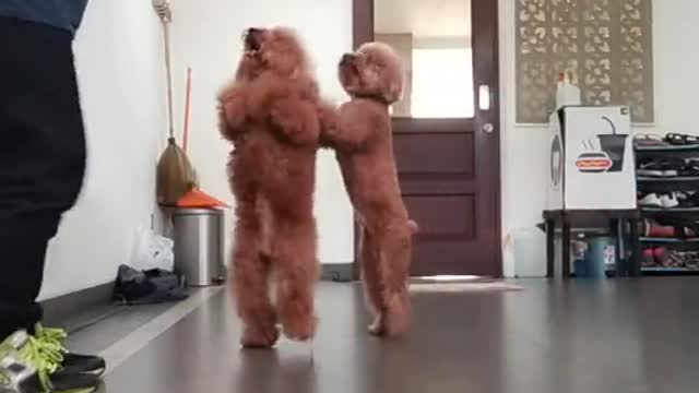 Dog Love Dancing