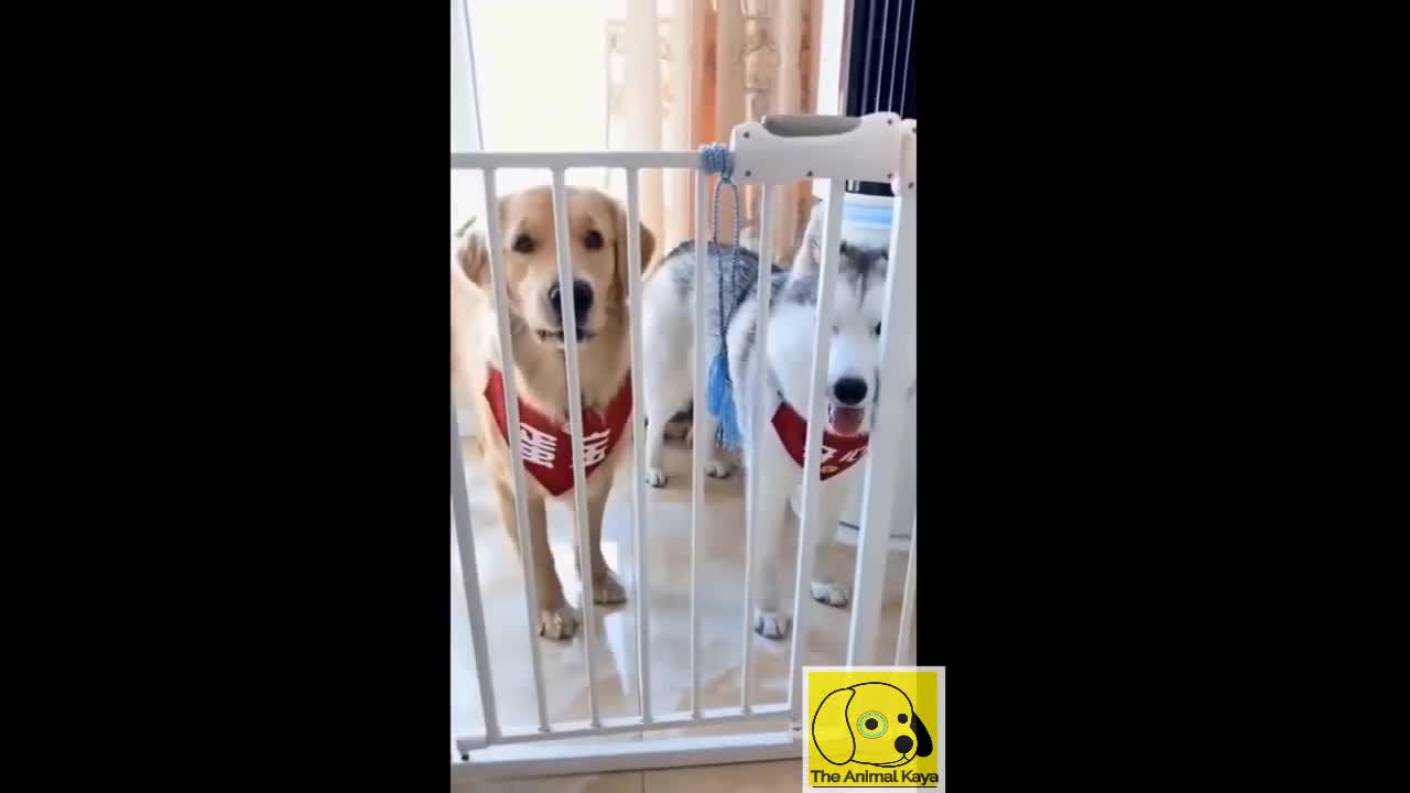 TRY NOT TO LAUGH ** Best Of Funny Dogs videos 2021