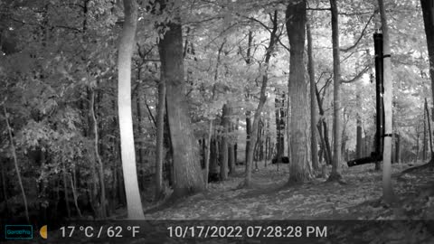 The Woods – 10/19/2022