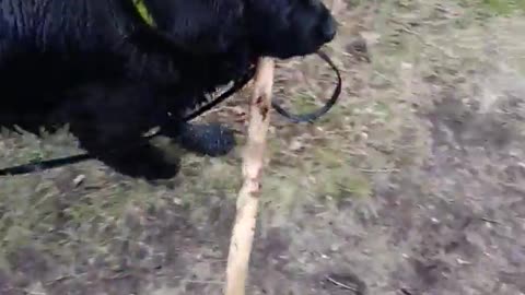 Black dog walking with stick in mouth cant pass trees