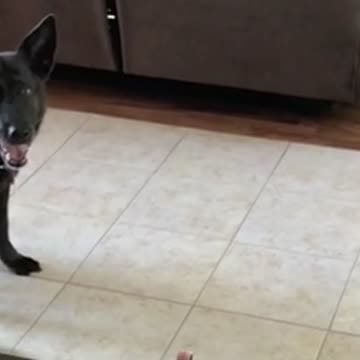 Funny Dog Pretends to be Grown Up