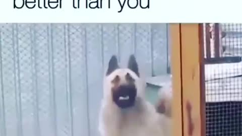 WHEN a DOG CAN DANCE BETTER THAN YOU