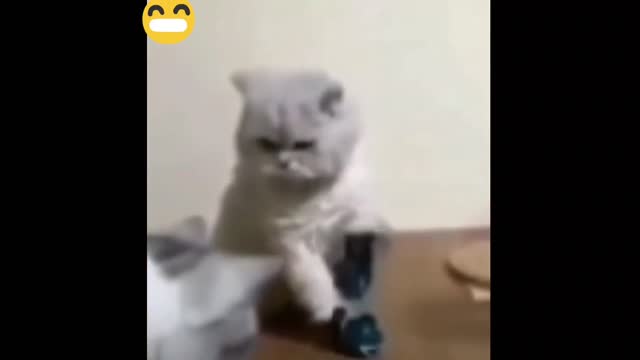 Cat playing boxing 🤪🔥