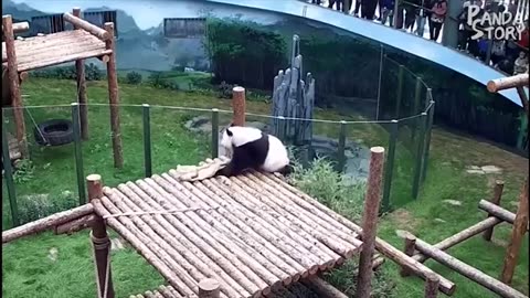 Funny panda cute acting