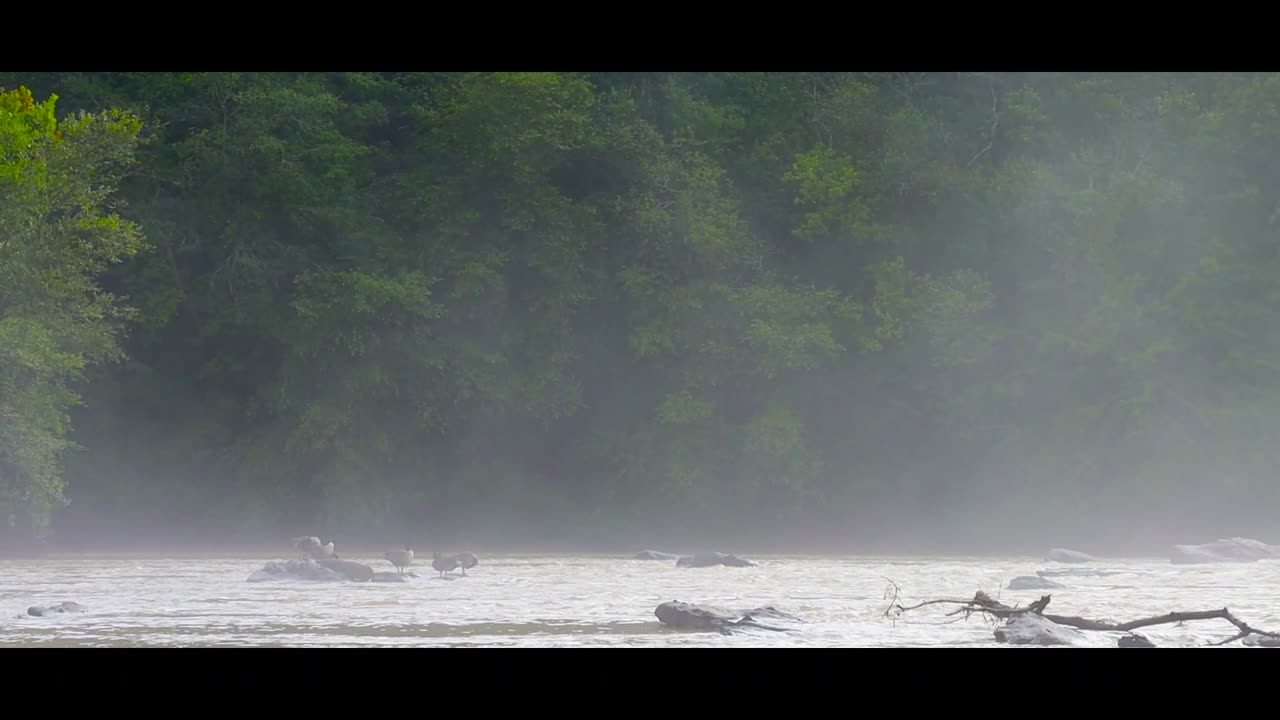 Foggy river