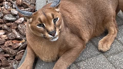 This wild cat does not like to be approached 🙀😂😂