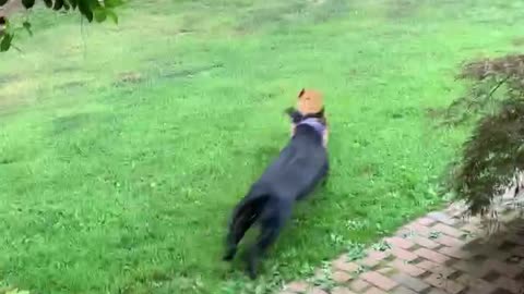 Hank 🐕‍🦺 and Georgia 🦮 going outside!