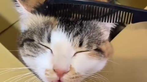 Cute and Funny Cat Videos Compilation - PART 8