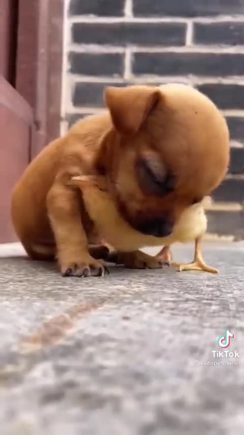 Cute Duckling - Lovely Duck - Two Best Friends - Dog - Duck