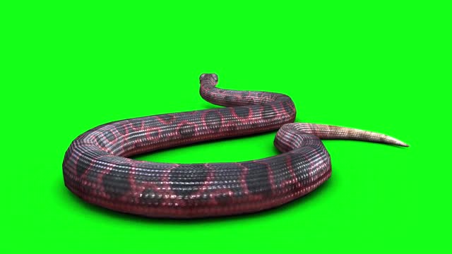 animal video swimming red viper