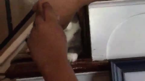 Grey and white cat on stairs bites kid's arm and he drops phone