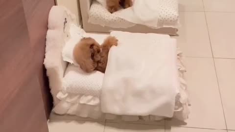 Dog sleeping in funny