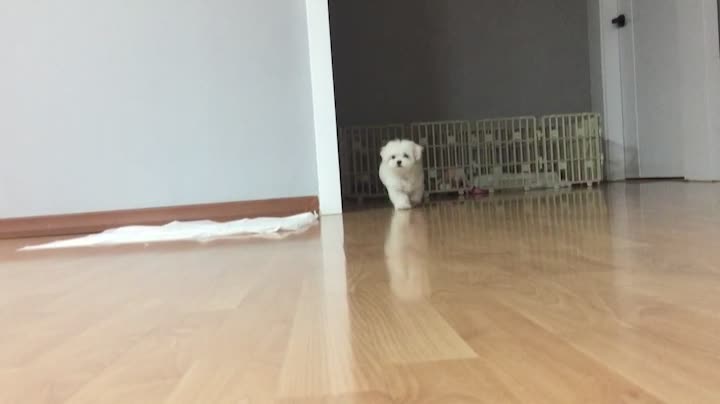 Cute puppy (Maltese)