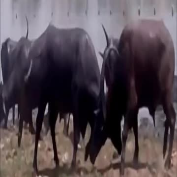 Bull vs bull, Bull attack bull, animals attacks #shorts