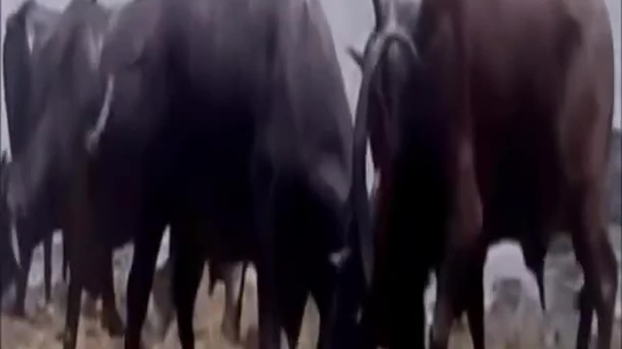 Bull vs bull, Bull attack bull, animals attacks #shorts