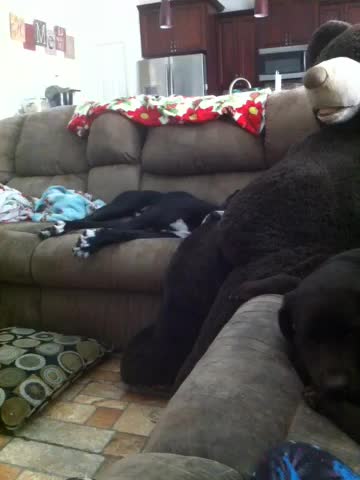 PIT/BOXER DOG SNORES LIKE A GROWN MAN