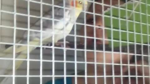 Climbed into the cage to the parrot
