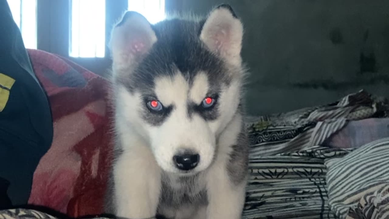 New Family Member( Husky Dog).Looks cute 🥰