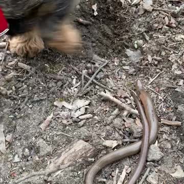 Snake!!! Cute pup don’t care ...