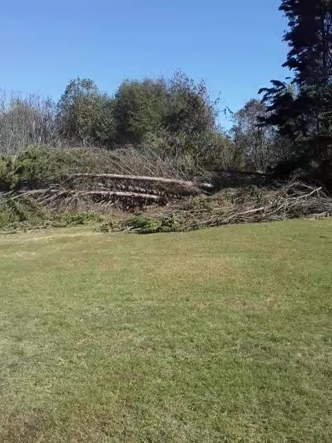 When you ain't got tree insurance