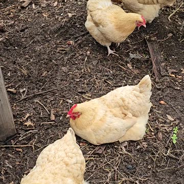 OMC! Even more micro-napping among friends by a relaxed and sleepy hen! #chickens