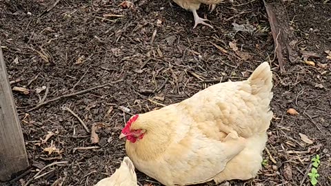 OMC! Even more micro-napping among friends by a relaxed and sleepy hen! #chickens