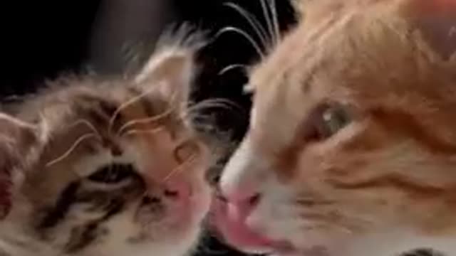 Cats - Baby cats - funny and fluffy (75) / Gatos - Filhotes - engraçados e fofos (75) #shorts