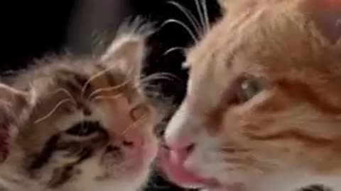Cats - Baby cats - funny and fluffy (75) / Gatos - Filhotes - engraçados e fofos (75) #shorts