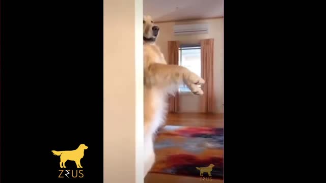 dance dog / perro bailando