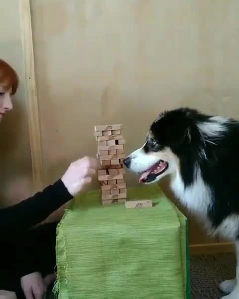 Super smart DOG