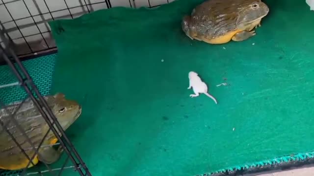 Pet bullfrog loves to eat mice, eat a fat mouse in one bite.