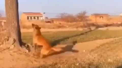 Cutest animal jumping from a tree #12
