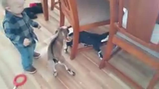 Baby and Baby Goatππ
