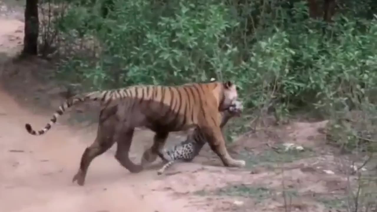 Wildlife in closer view with a natural perspective.