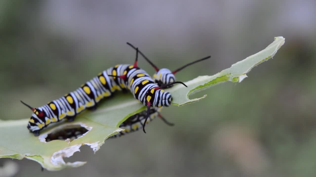 Beautiful Catterpillar Eating Leaves