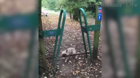 the craziest animal play between cats and dogs