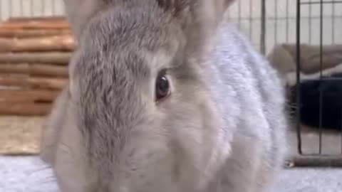 A cute little rabbit
