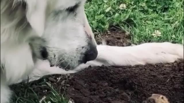 Dog meet a mole