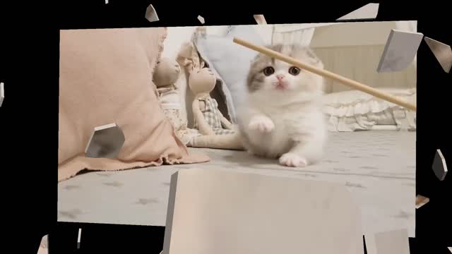 Cute Cats | Cute Kittens | Cats World