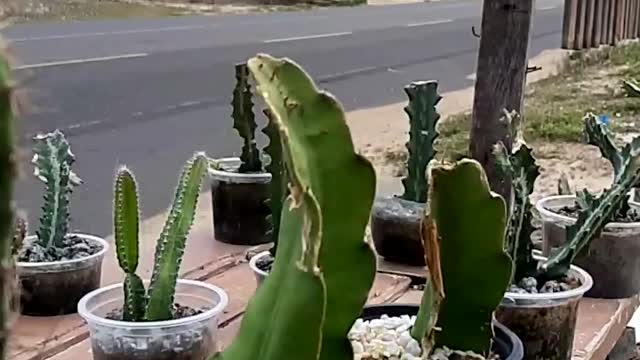 Varieties of cactus Northeast of Brazil