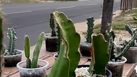 Varieties of cactus Northeast of Brazil